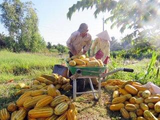 A Rustic Mekong Delta Tour