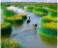 Three best routes for Mekong Delta Tour during the floating water