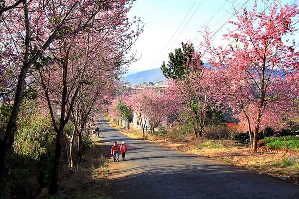 Dalat one of the best place to visti in Vietnam in February