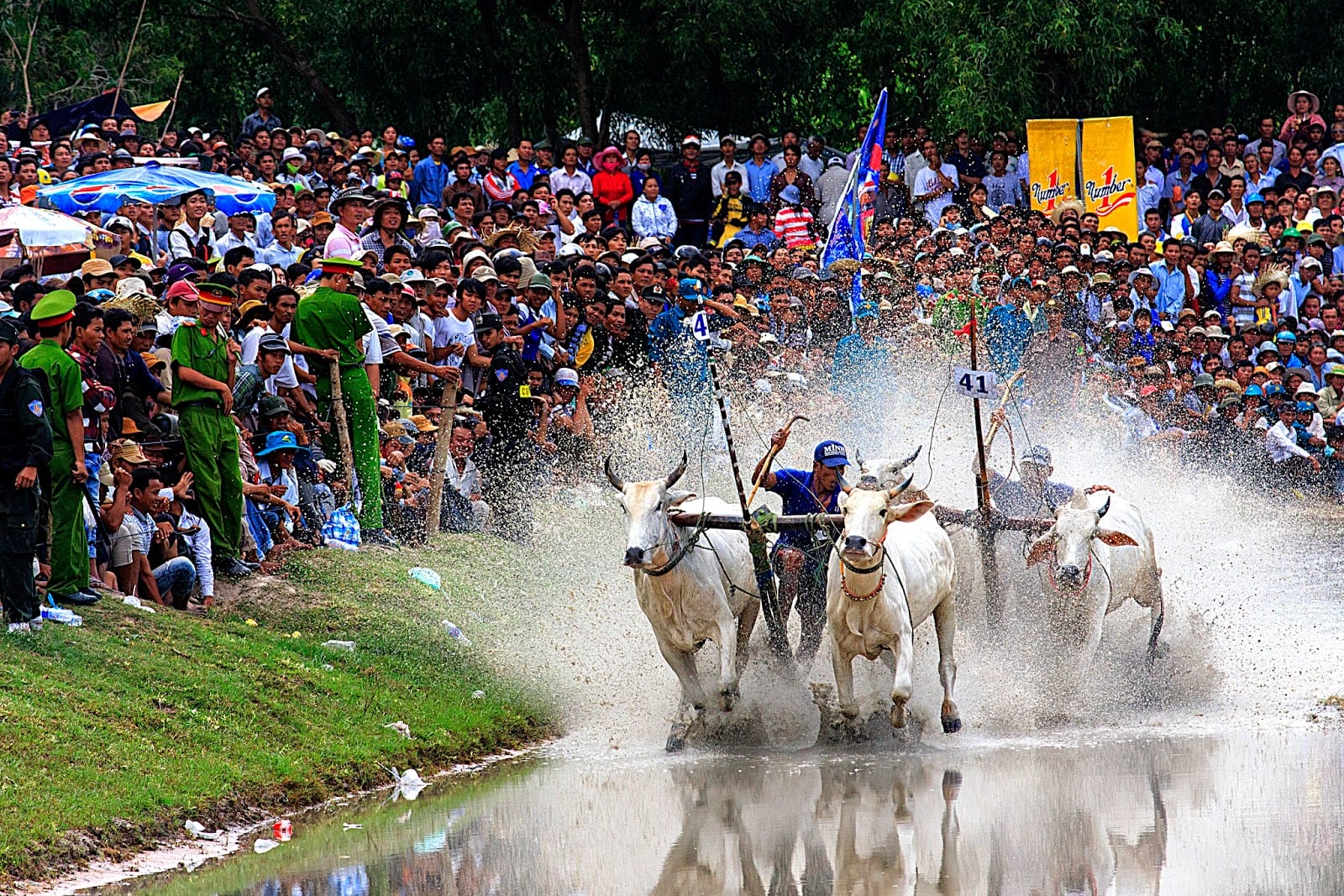 The-bull-racing-festival-in-An-Giang