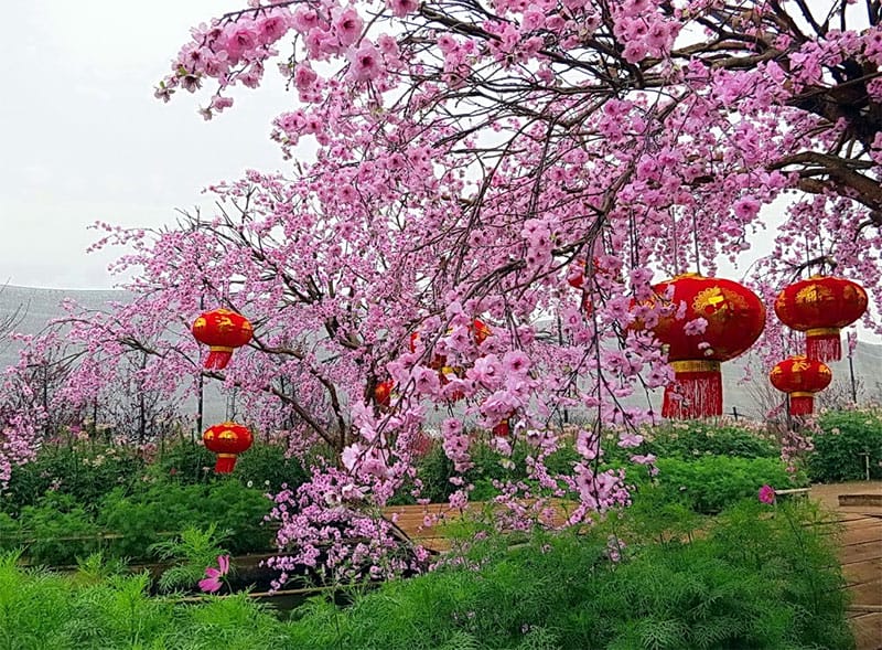 Spring in hanoi vietnam