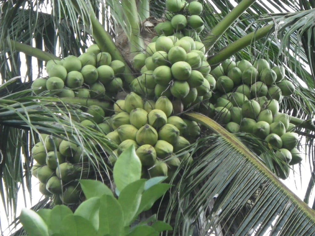 Coconut-in-Mekong-Delta