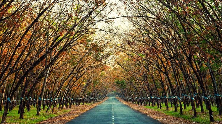 rubber forests in vietnam