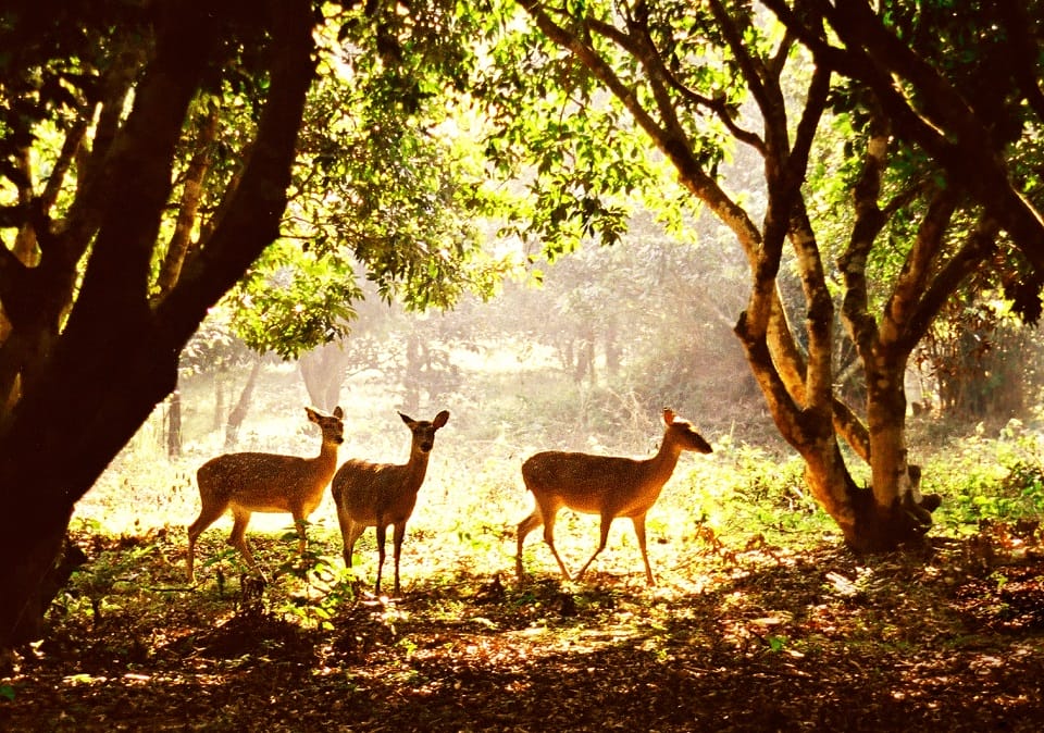Cuc-Phuong-national-park
