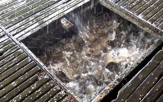 fishing-floating-market