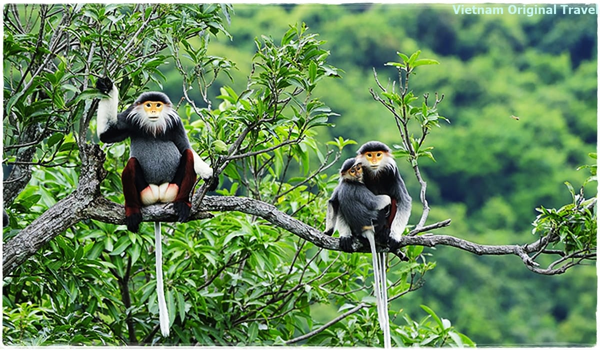 top-ten-things-to-do-and-visit-in-con-dao-island-national-park